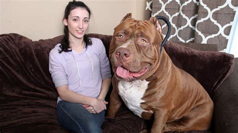 Pit bull hulk dog - 175-Pound Pit Bull Hulk Shatters . Bully breeds dogs. Gentle Giant Hulk: The Biggest and the . Giant 'Pit Bull' Has Puppies And It's . Meet the Greedy Sick Profiteers from . Giant Pit Bull Hulk's $500,000 Puppy Litter. Our Giant Pitbull Family | BIG DOGZ . World's Largest Pitbull \ Gentle Giant Hulk: The Biggest and the . Hulk the Giant Pit ...